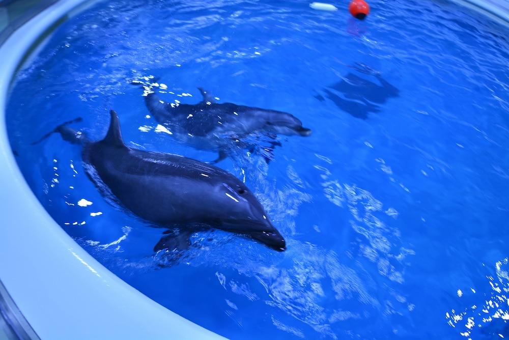 Yadoya Tsubaki Otel Aomori Dış mekan fotoğraf